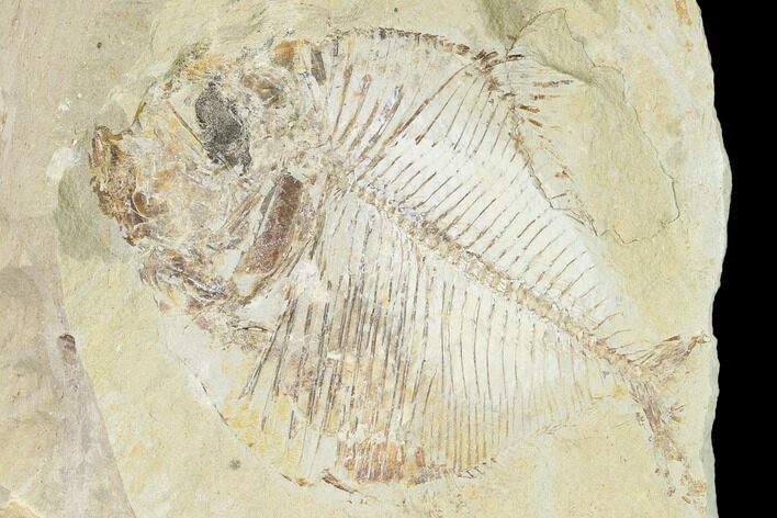 Fossil Fish (Diplomystus Birdi) - Hjoula, Lebanon #162755
